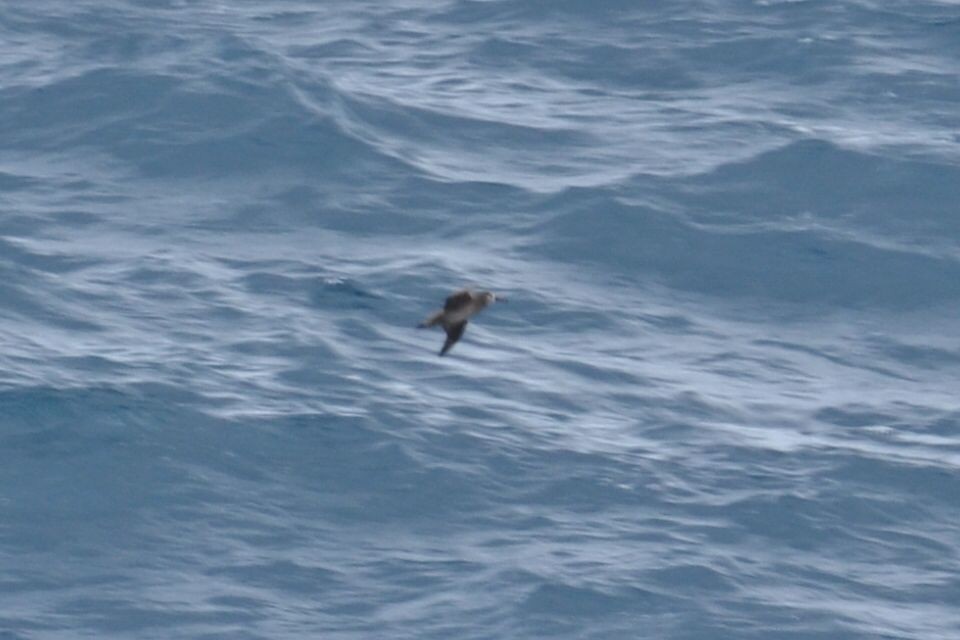 Albatros à pieds noirs - ML145728221