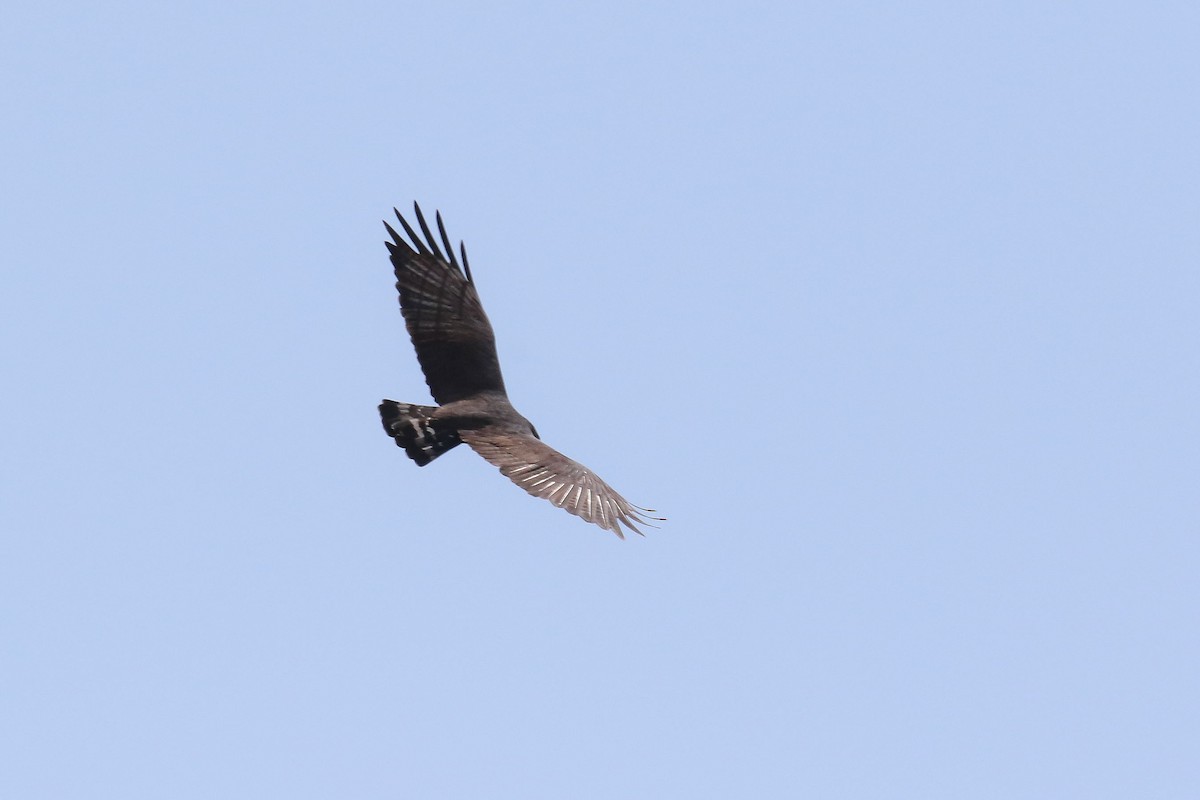 Zone-tailed Hawk - ML145728321