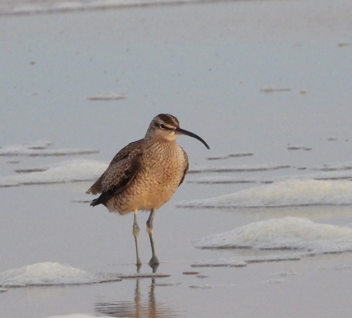 Whimbrel (Hudsonian) - ML145728341