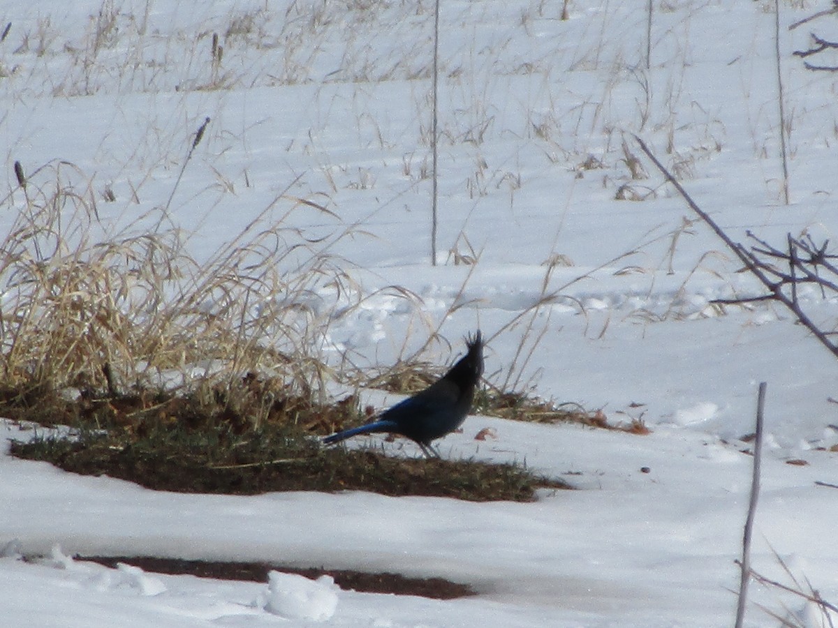 Steller's Jay - Felice  Lyons