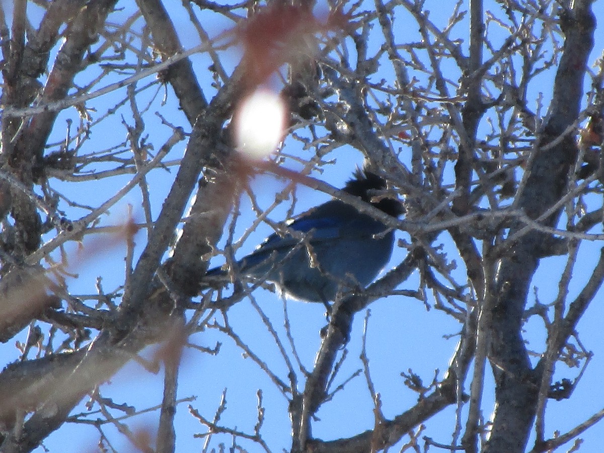 Steller's Jay - ML145732121