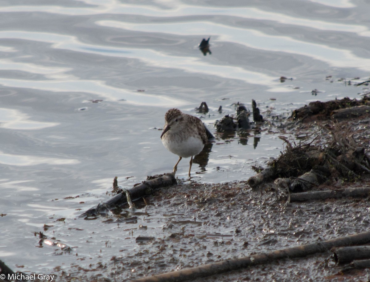 Least Sandpiper - ML145736191