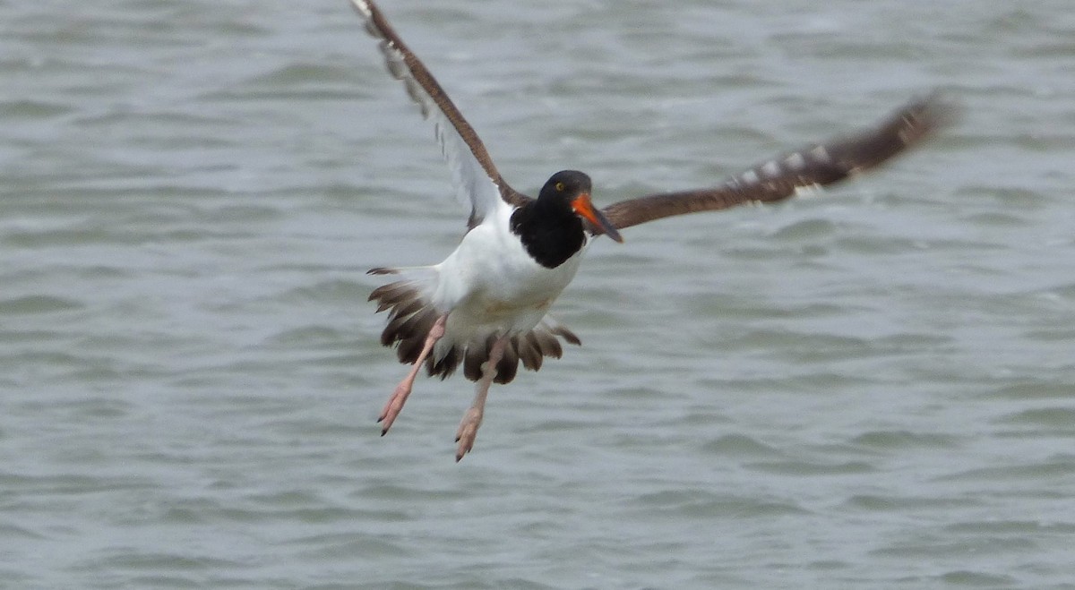 American Oystercatcher - Rustom Jamadar