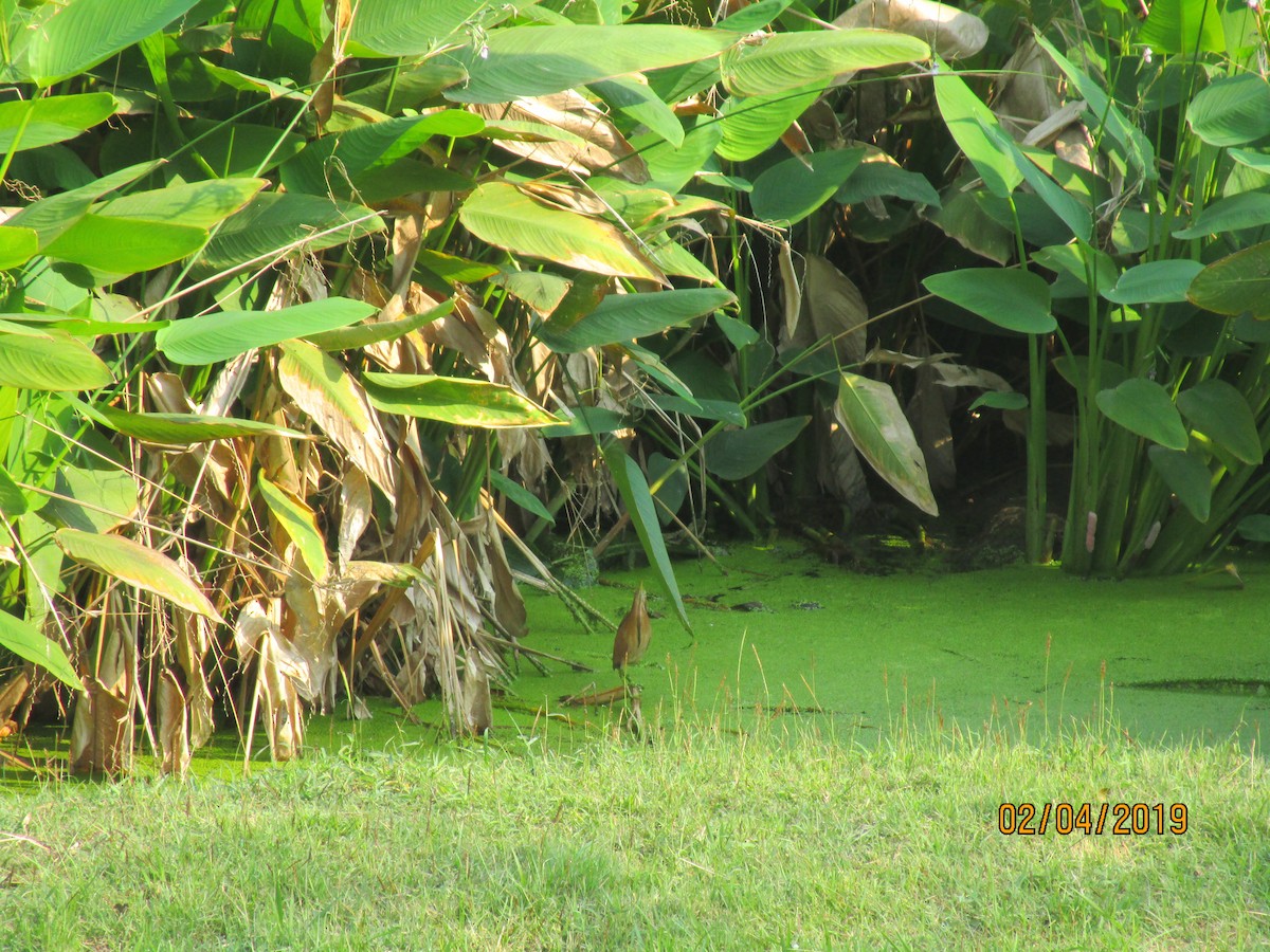 Cinnamon Bittern - Michael  Autin