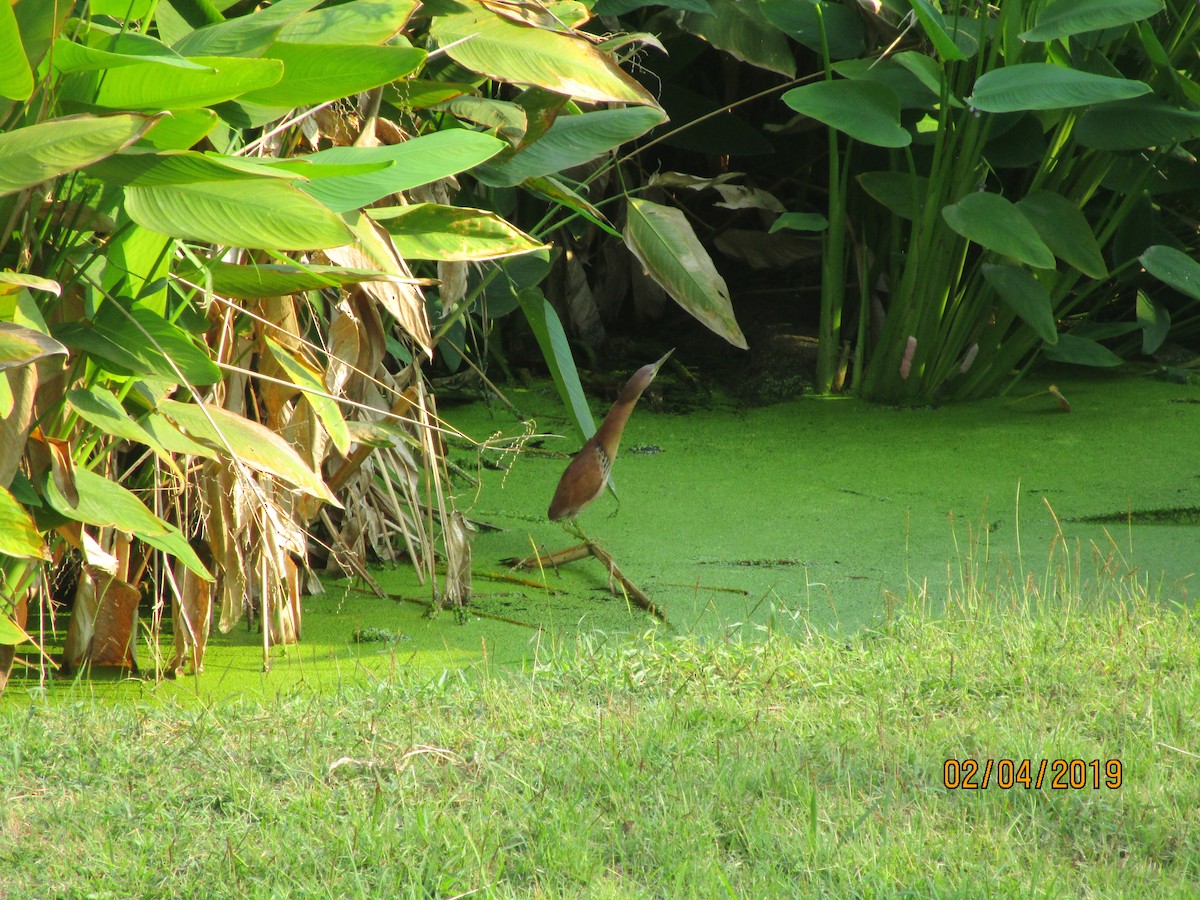 Cinnamon Bittern - Michael  Autin