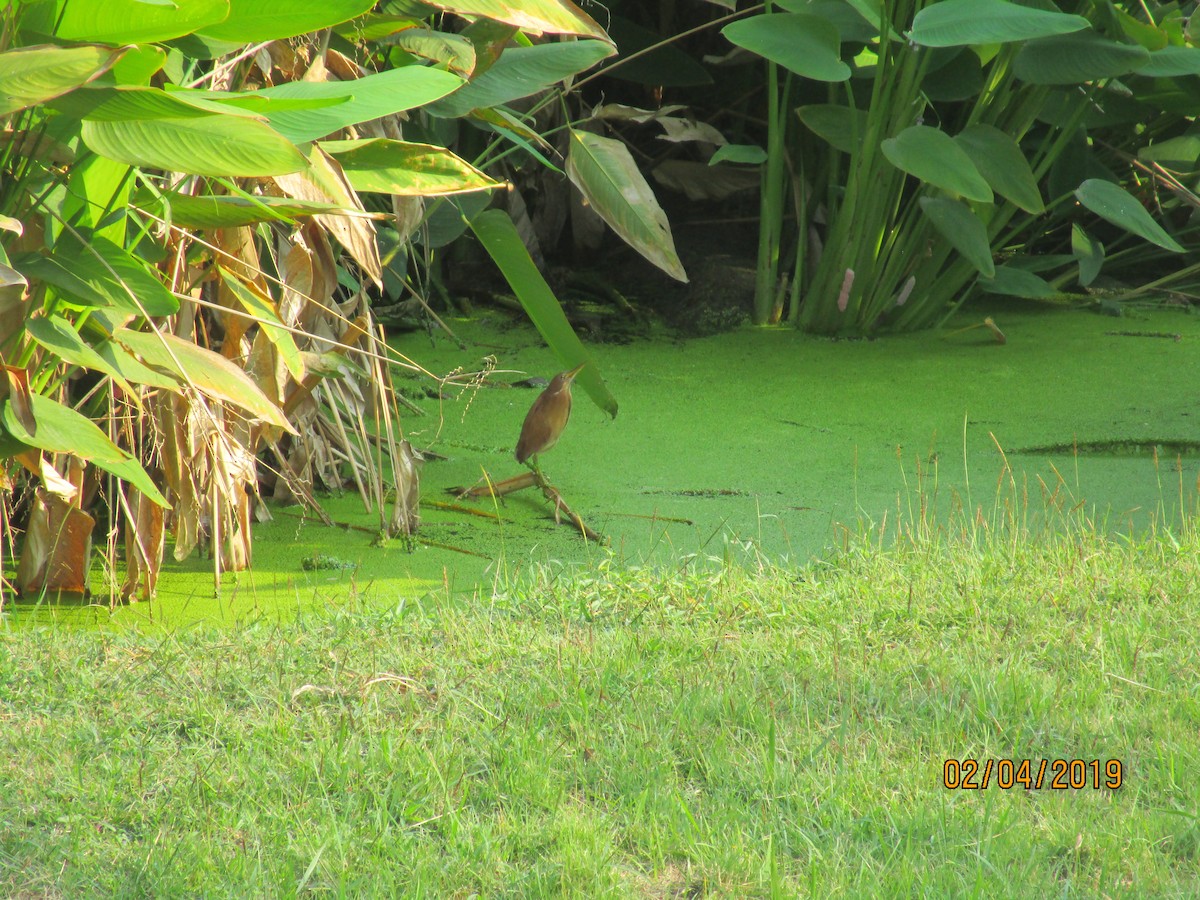 Cinnamon Bittern - ML145741601