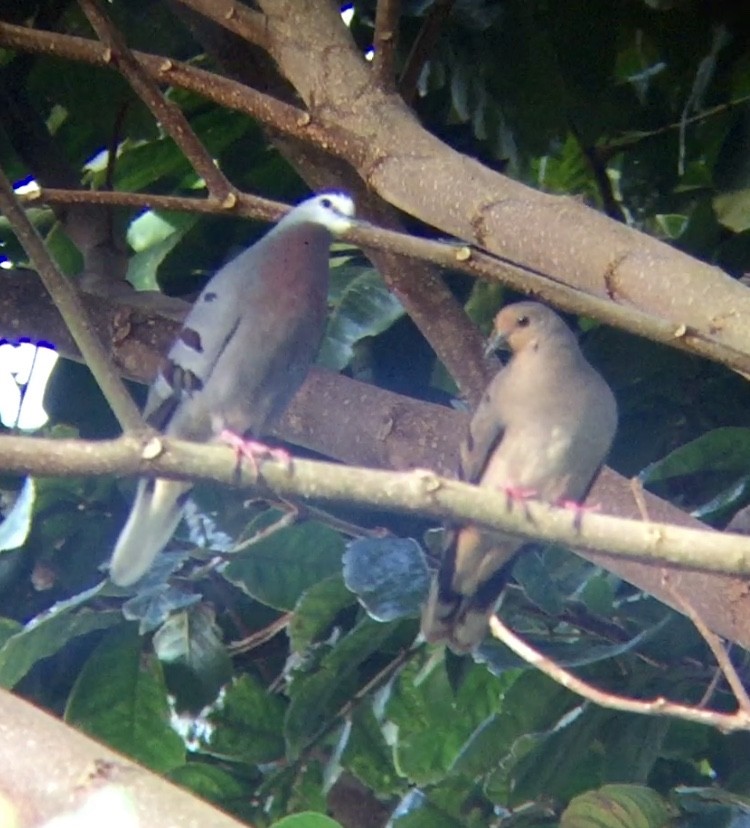 Maroon-chested Ground Dove - Howard Laidlaw