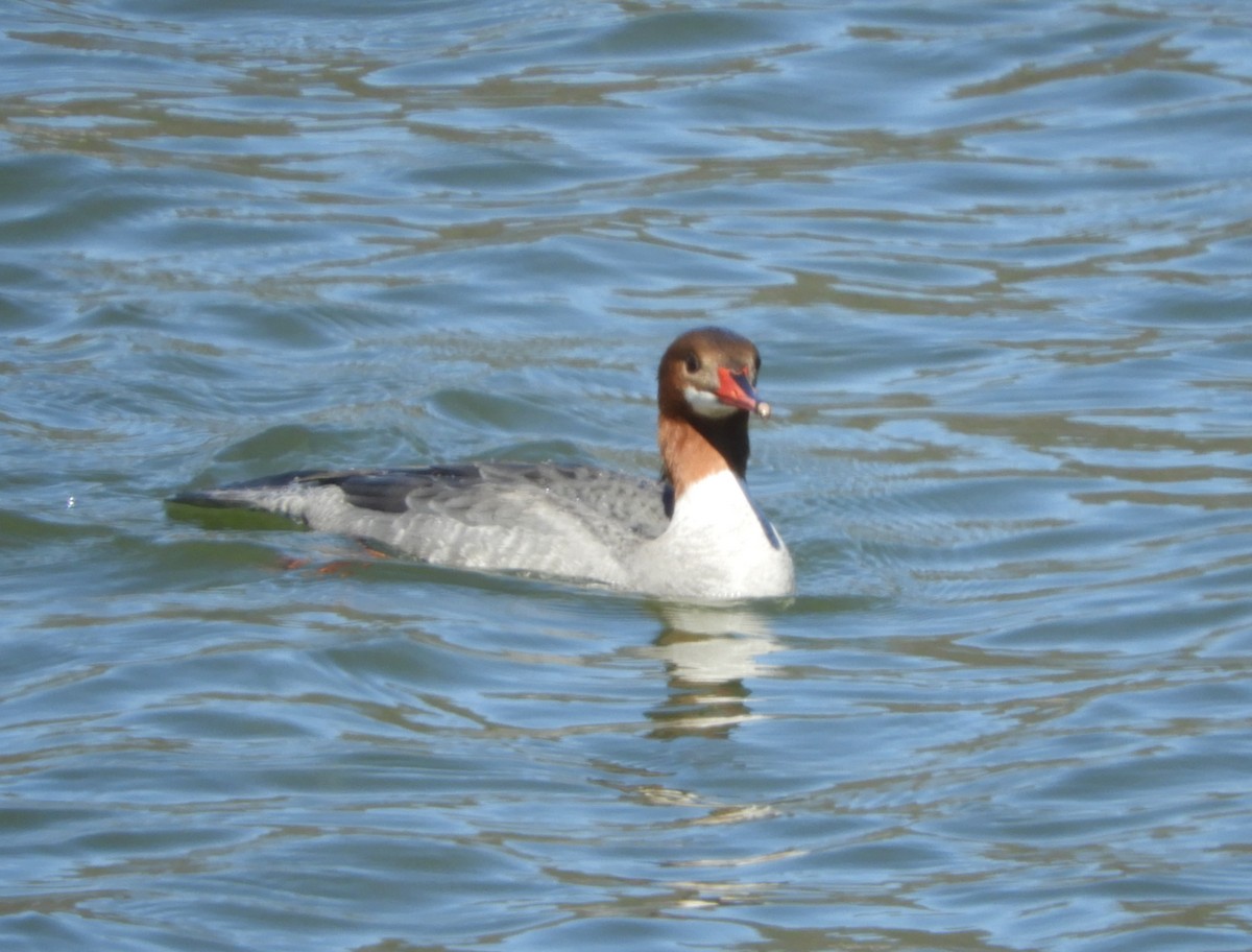 Common Merganser - ML145744721