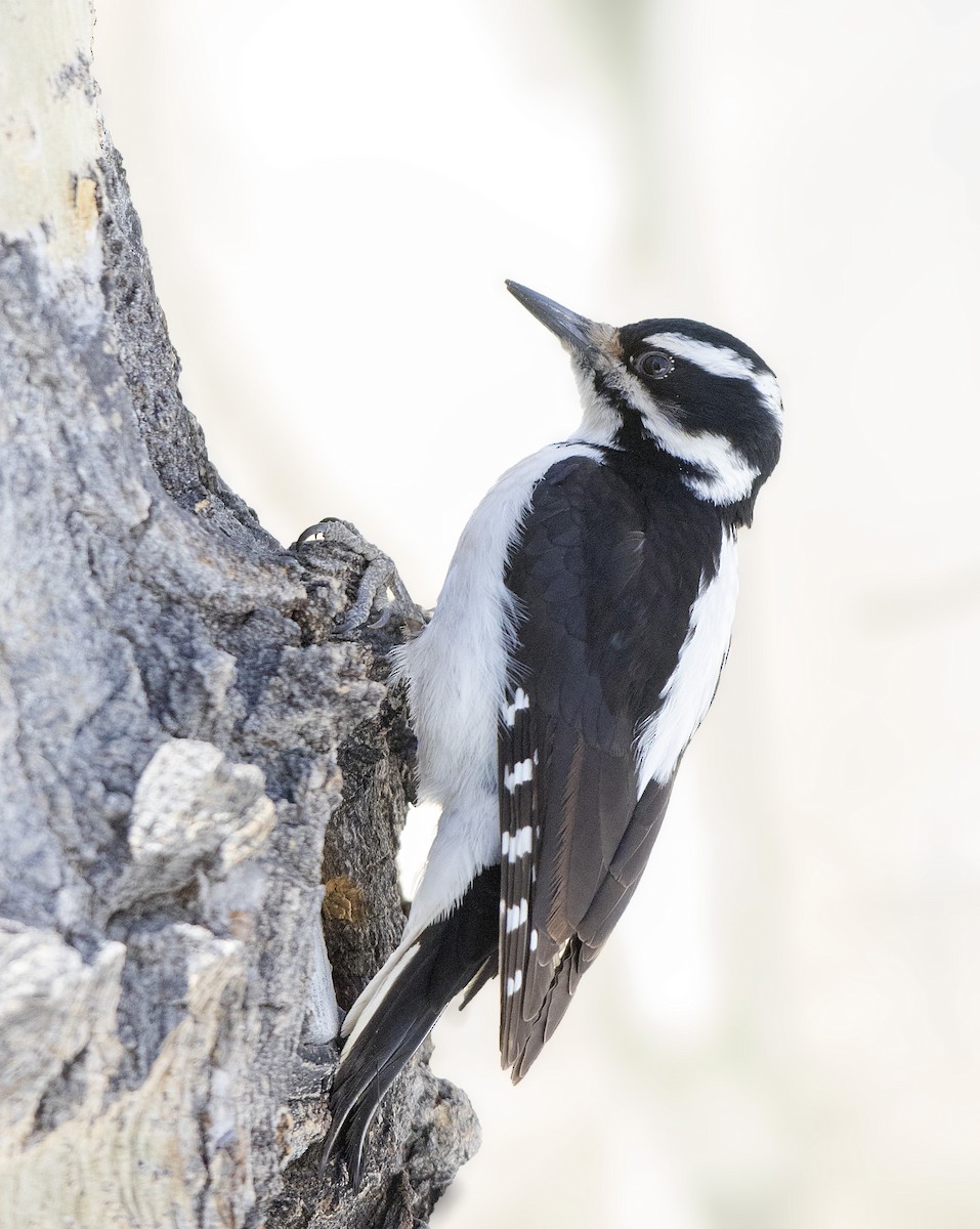 Hairy Woodpecker - ML145745161