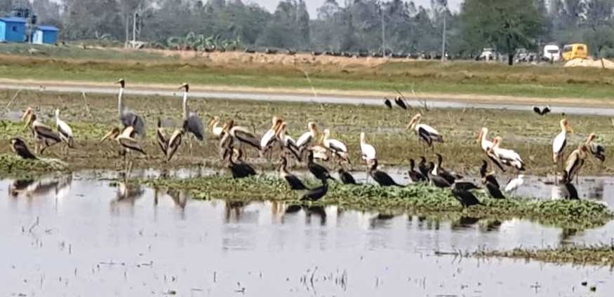 Painted Stork - ML145746201