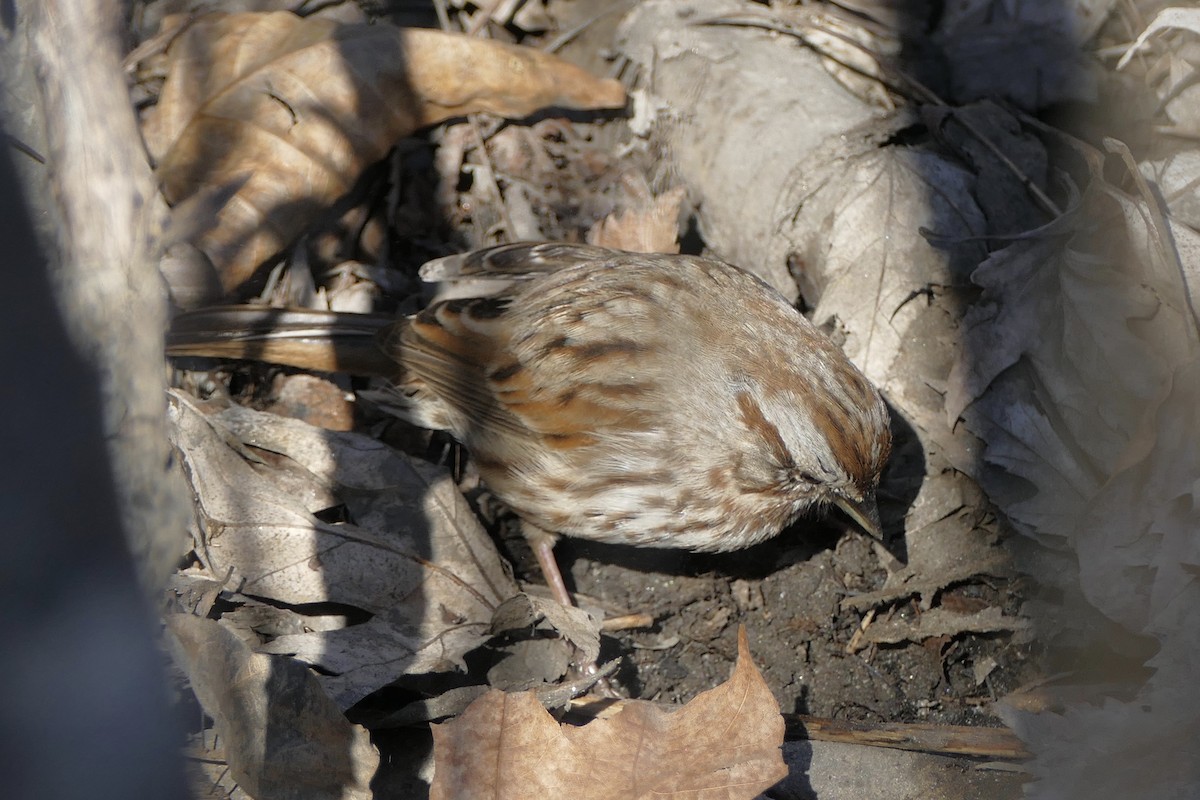 Song Sparrow - ML145746431