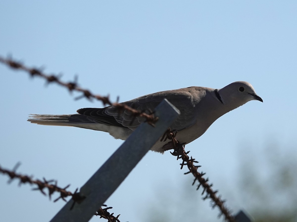 Eurasian Collared-Dove - ML145746851