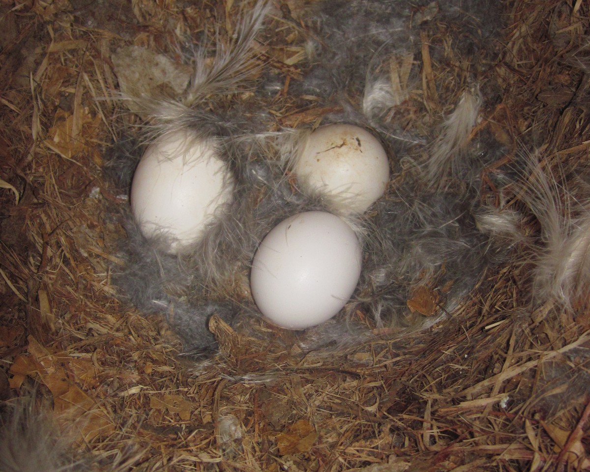 Barred Owl - Jack & Holly Bartholmai