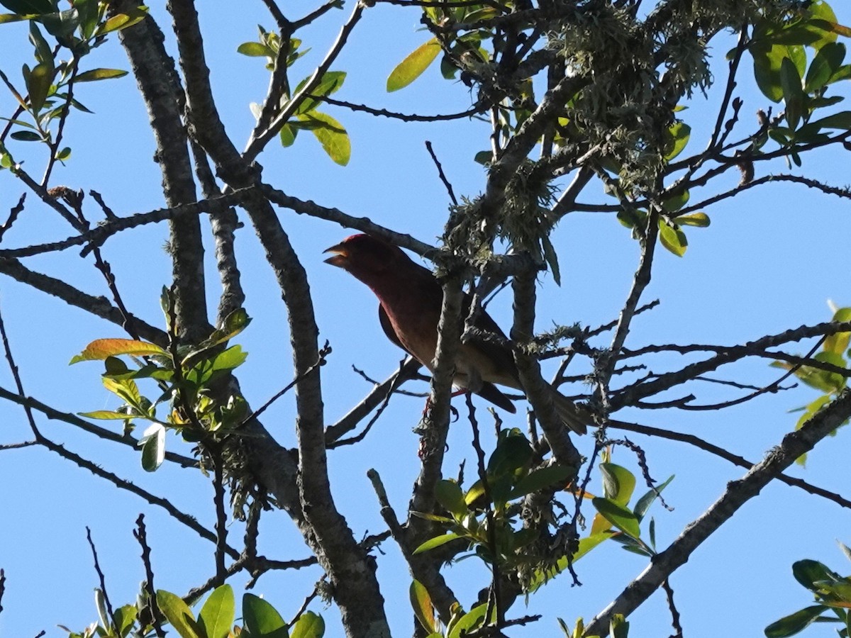 Purple Finch - ML145748251