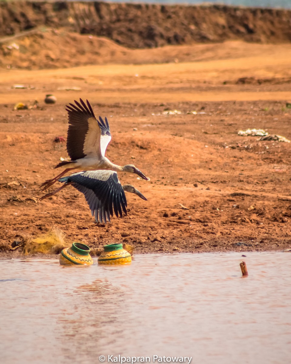 Asian Openbill - ML145751281