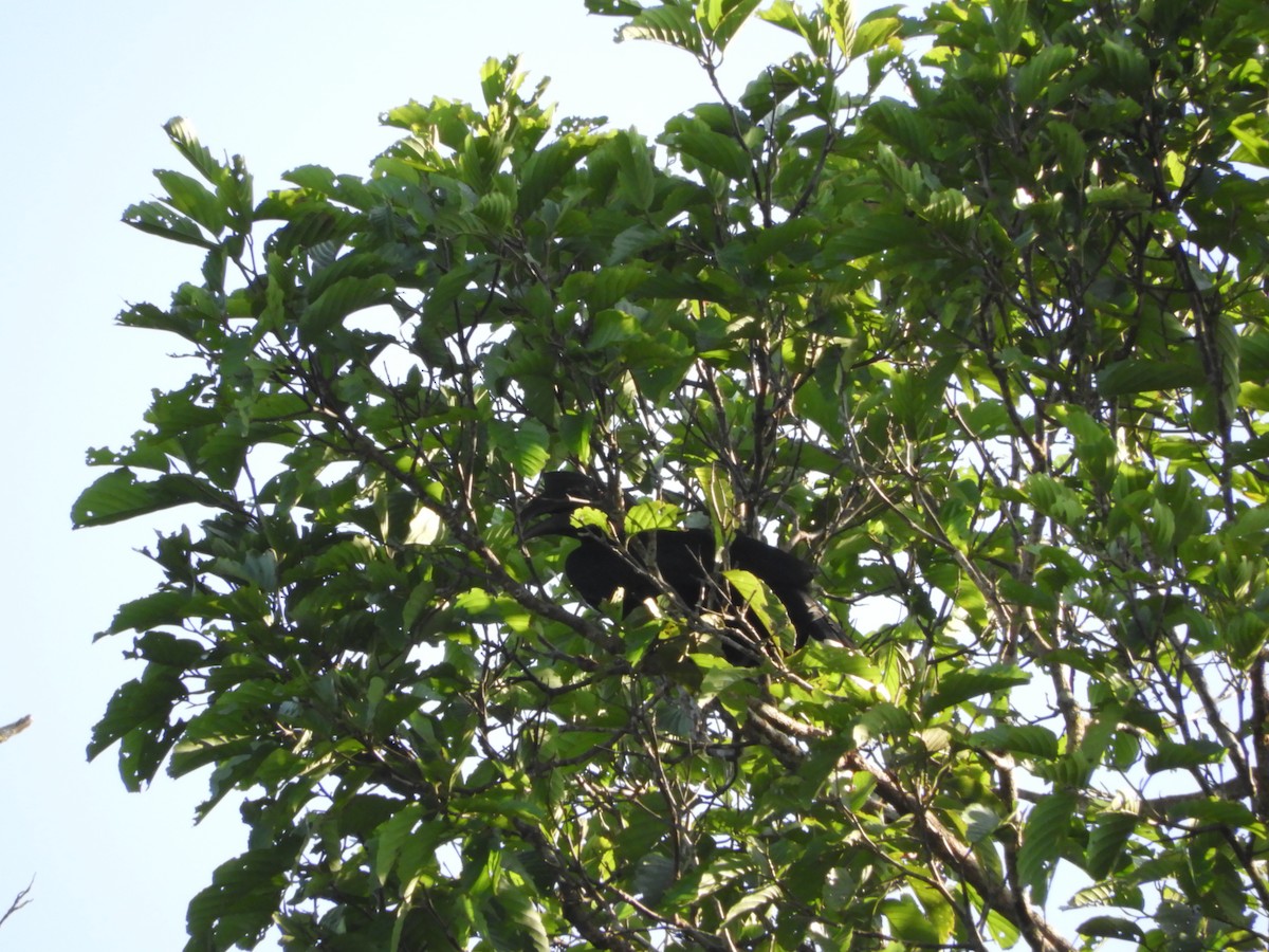 Black Hornbill - ML145751591