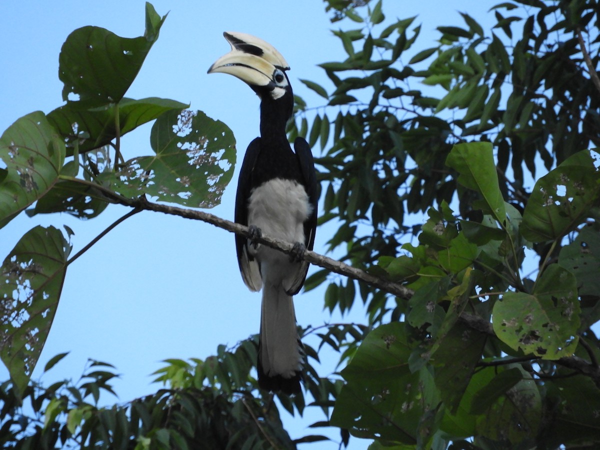 Oriental Pied-Hornbill - Bo-Yi Lyu