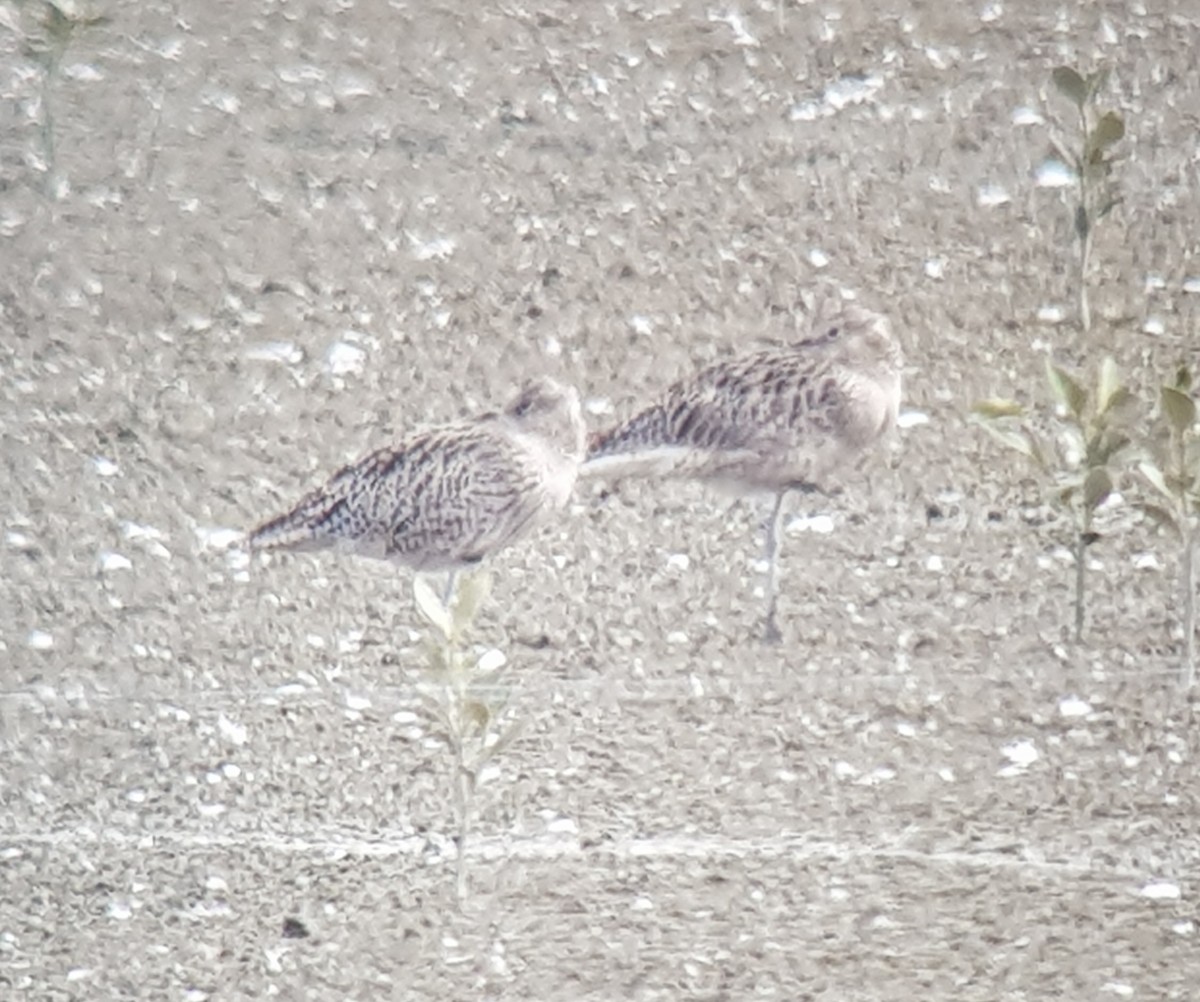 Мадагаскар тутгалжин - ML145752711