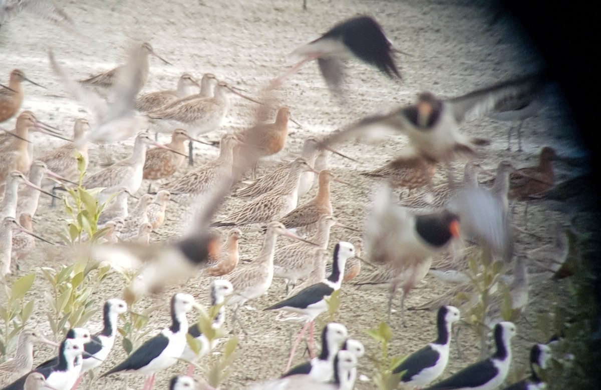 Black-tailed Godwit - Russell Cannings