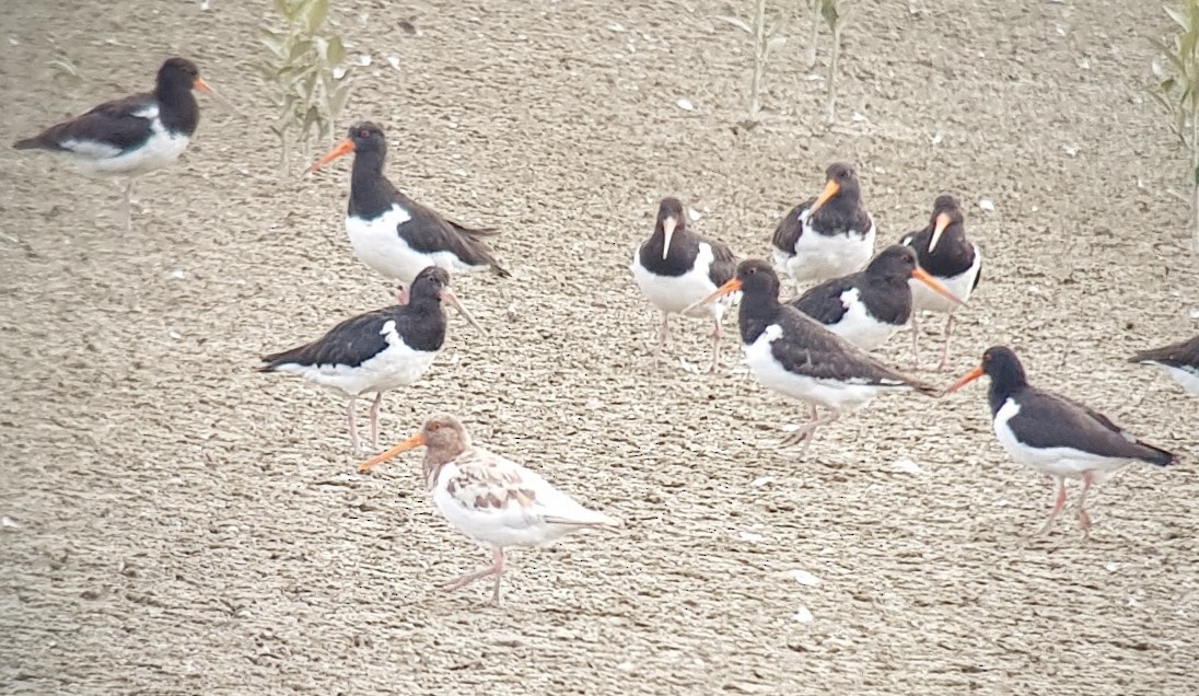 South Island Oystercatcher - ML145752931