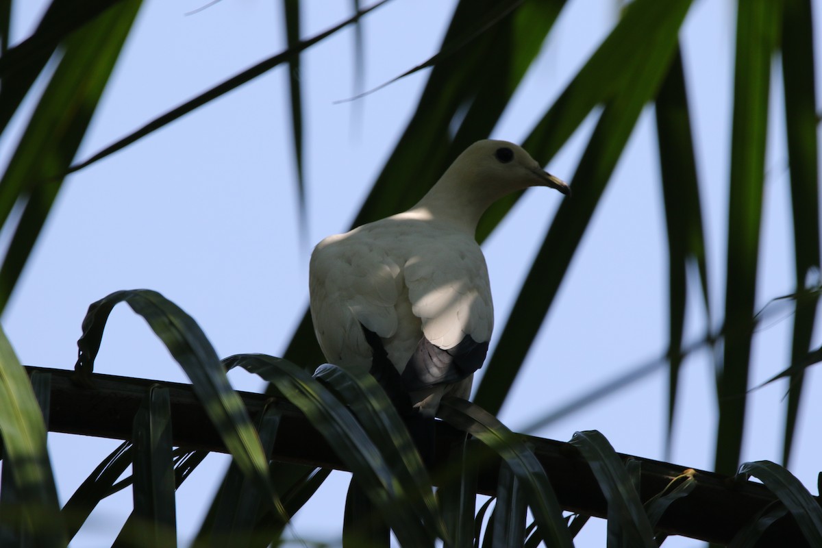 Pied Imperial-Pigeon - ML145753371