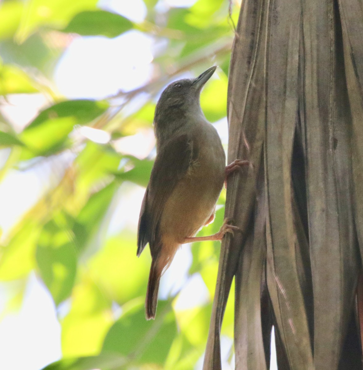 Abbott's Babbler - ML145753531