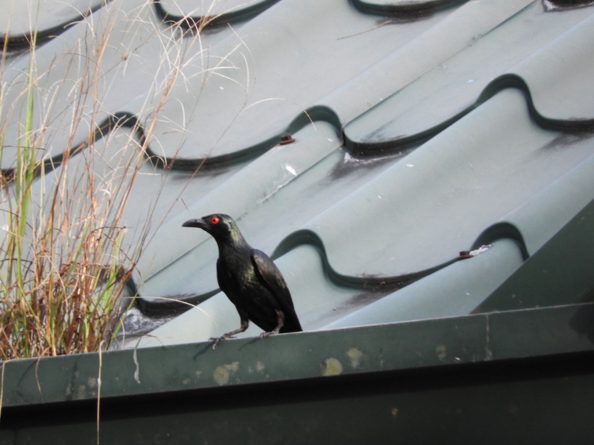 Asian Glossy Starling - ML145754131