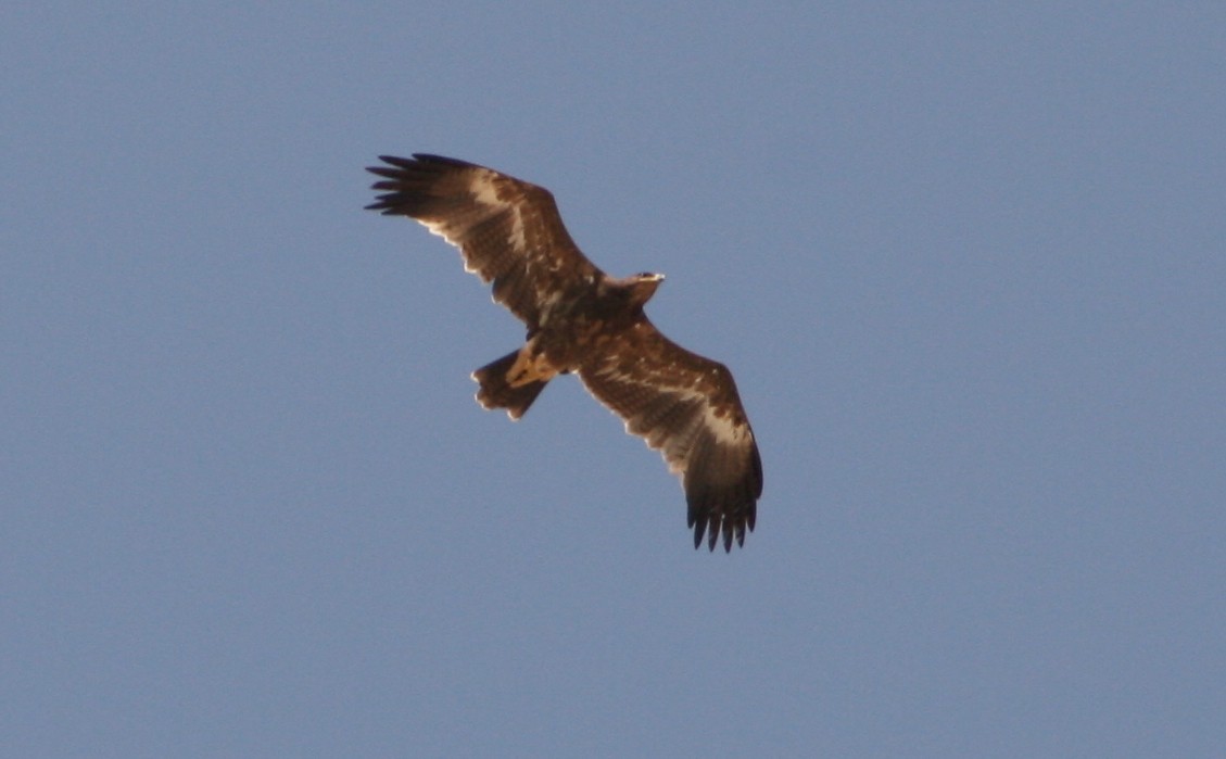 Steppe Eagle - ML145754241