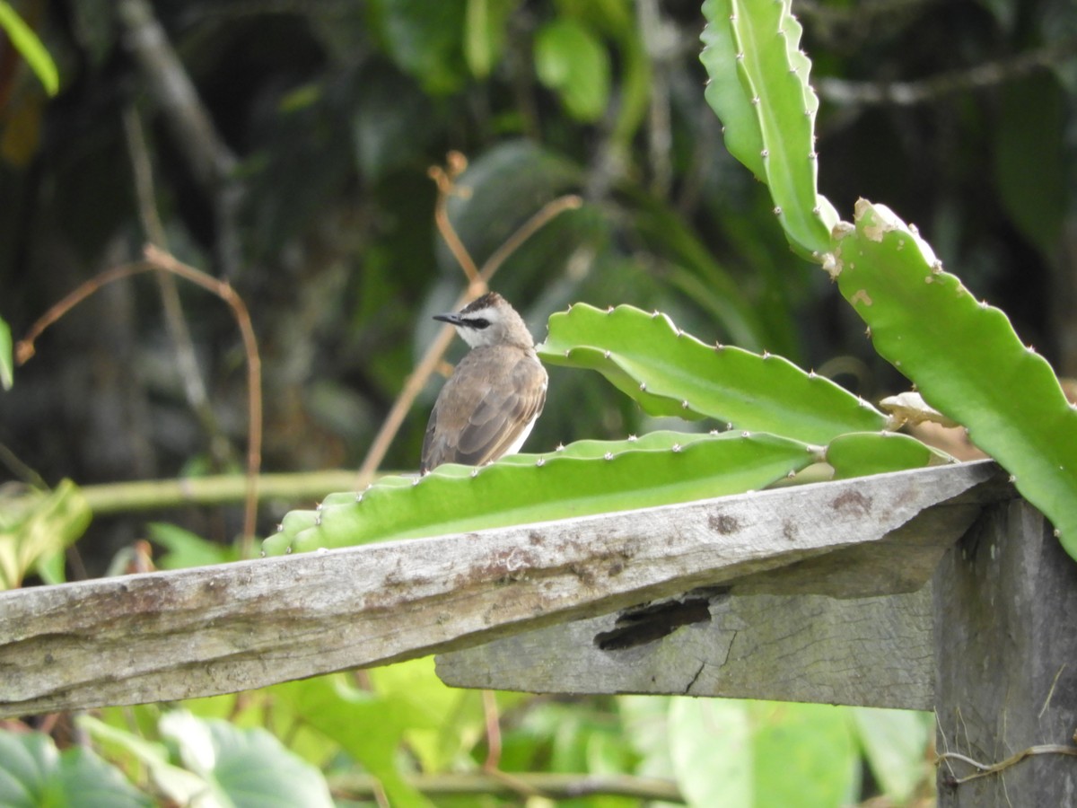 Yellow-vented Bulbul - Bo-Yi Lyu