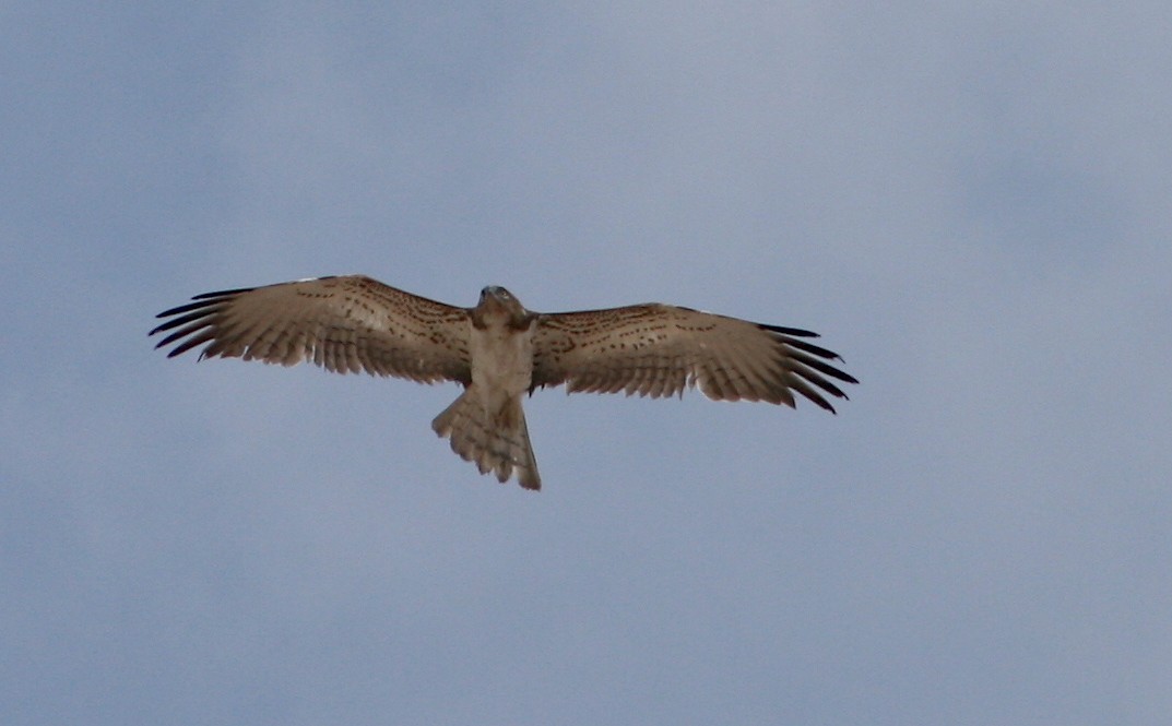 Short-toed Snake-Eagle - ML145754381