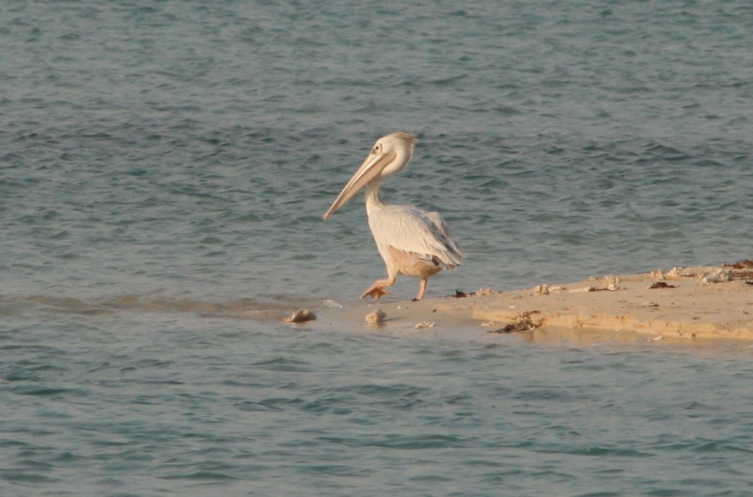 Pink-backed Pelican - ML145754401