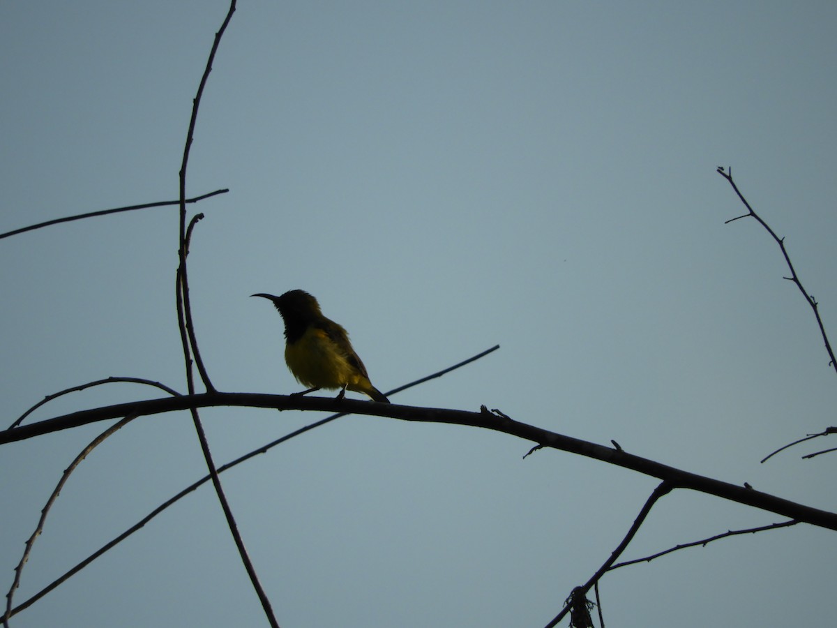 Ornate Sunbird - Bo-Yi Lyu