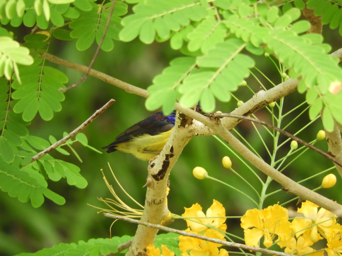 Brown-throated Sunbird - Bo-Yi Lyu