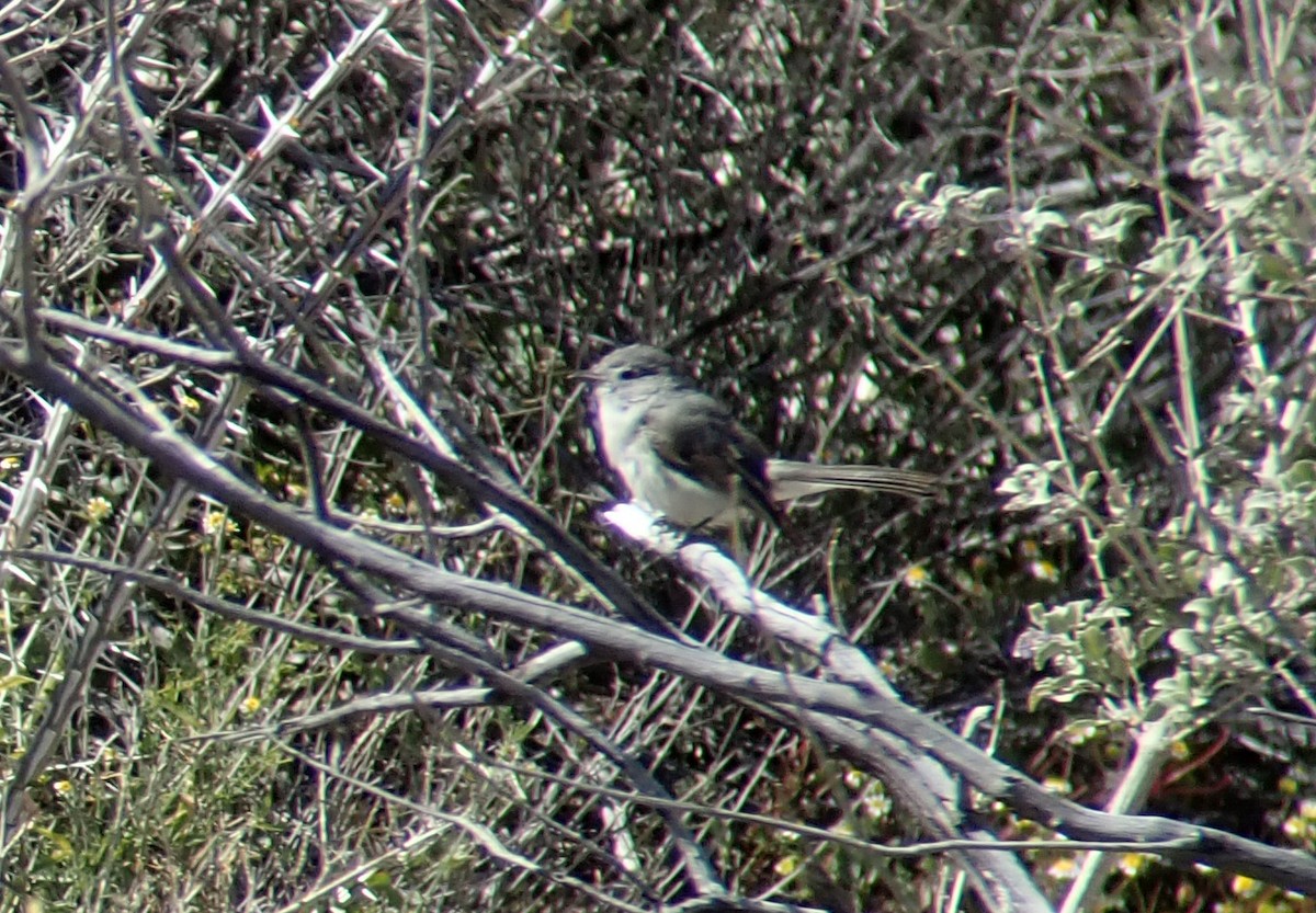 Gray Vireo - ML145755021