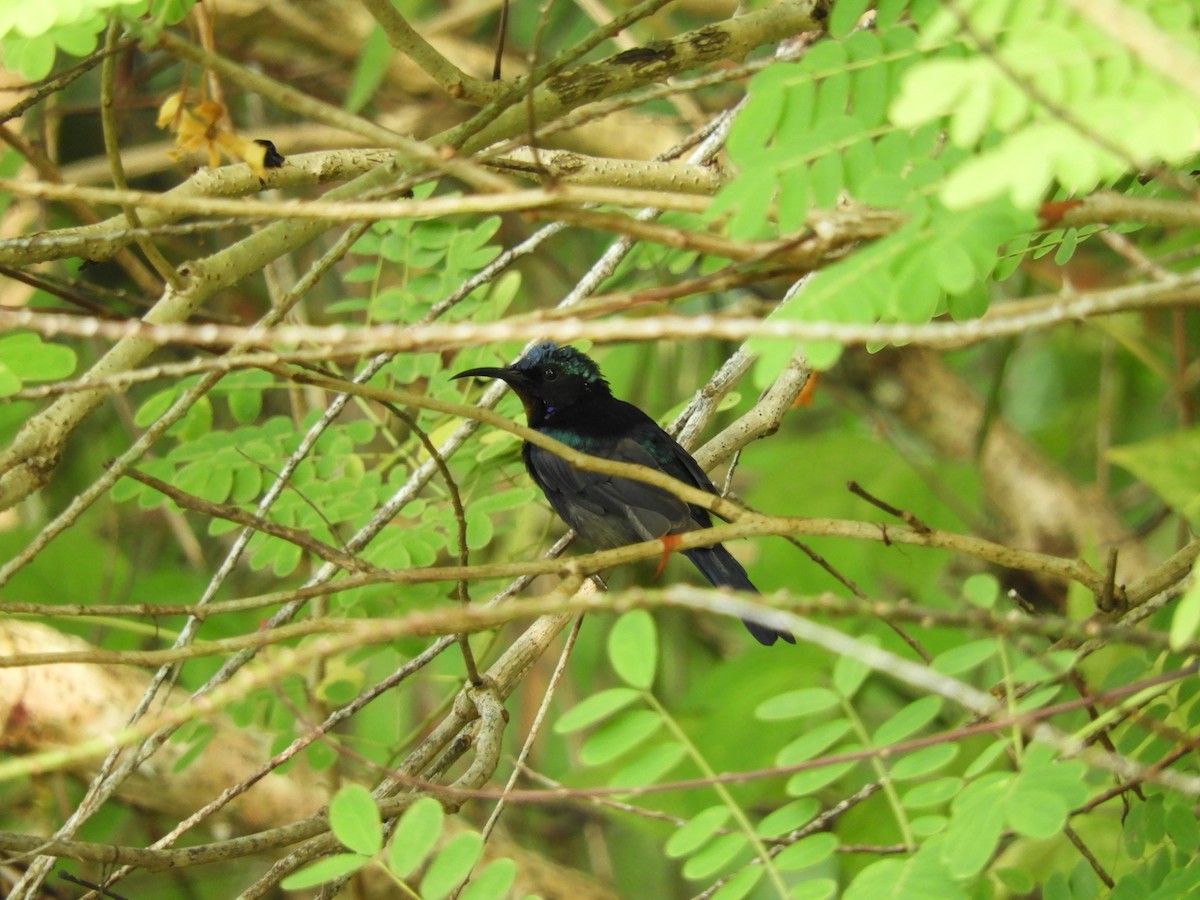 Copper-throated Sunbird - Bo-Yi Lyu