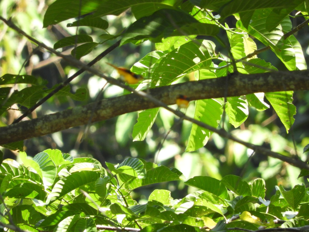 Fiery Minivet - Bo-Yi Lyu