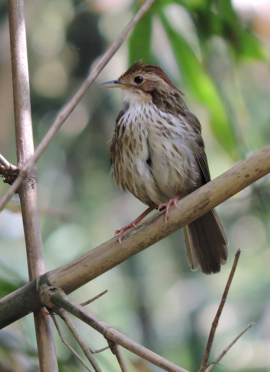 Puff-throated Babbler - ML145756091