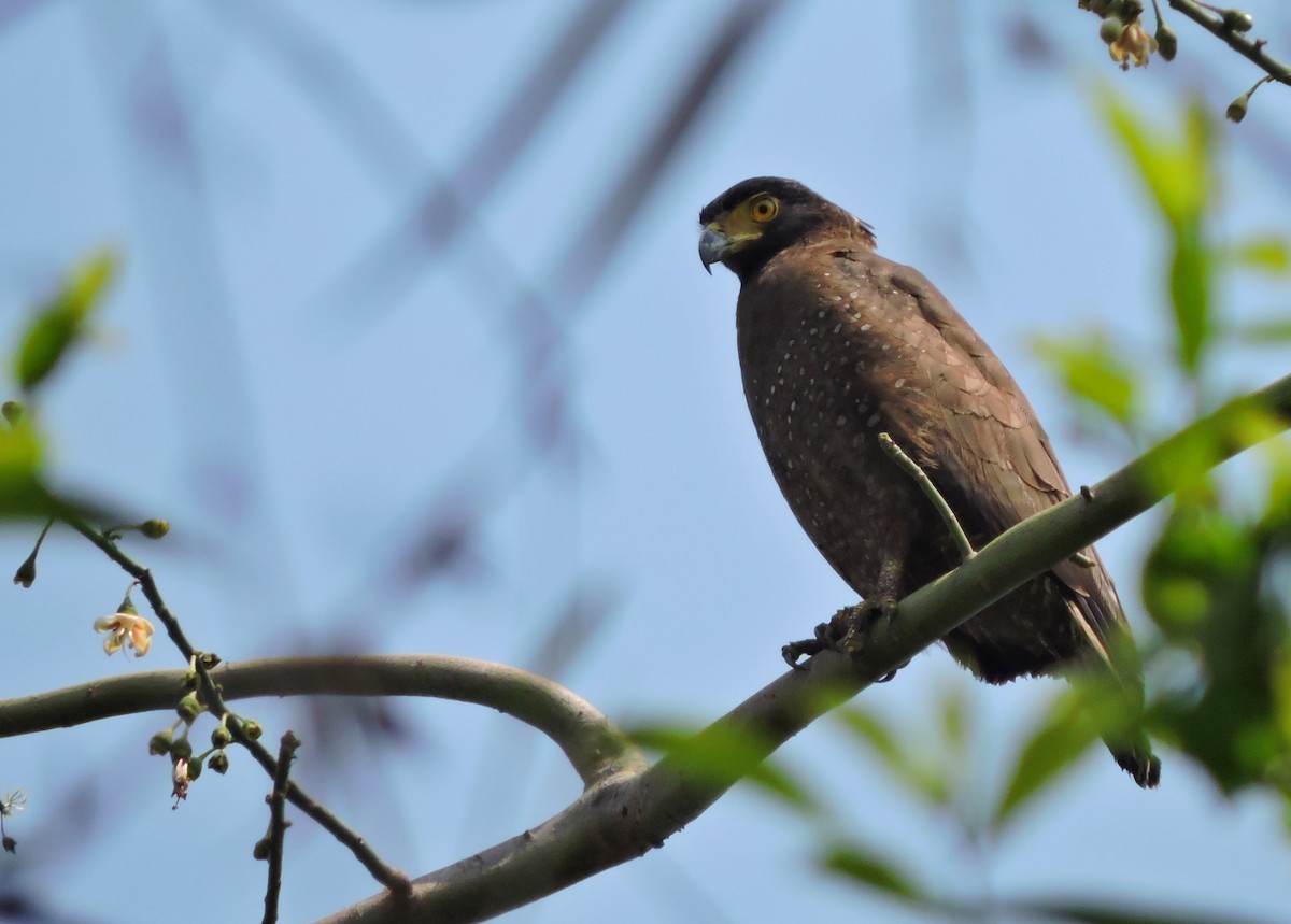 Culebrera Chiíla - ML145756111