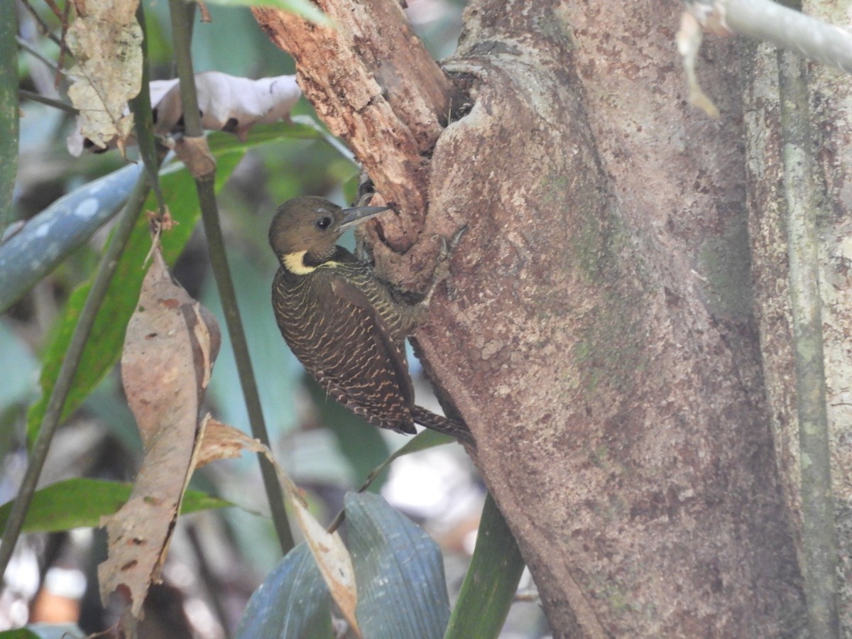 Buff-necked Woodpecker - Bo-Yi Lyu