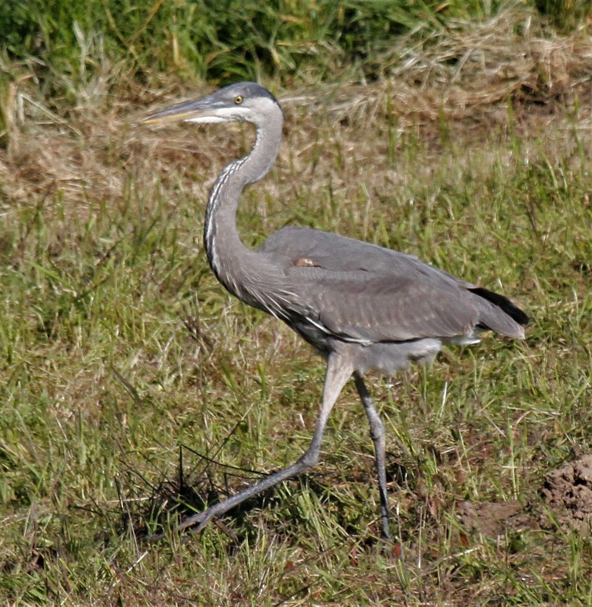 Garza Azulada - ML145756331