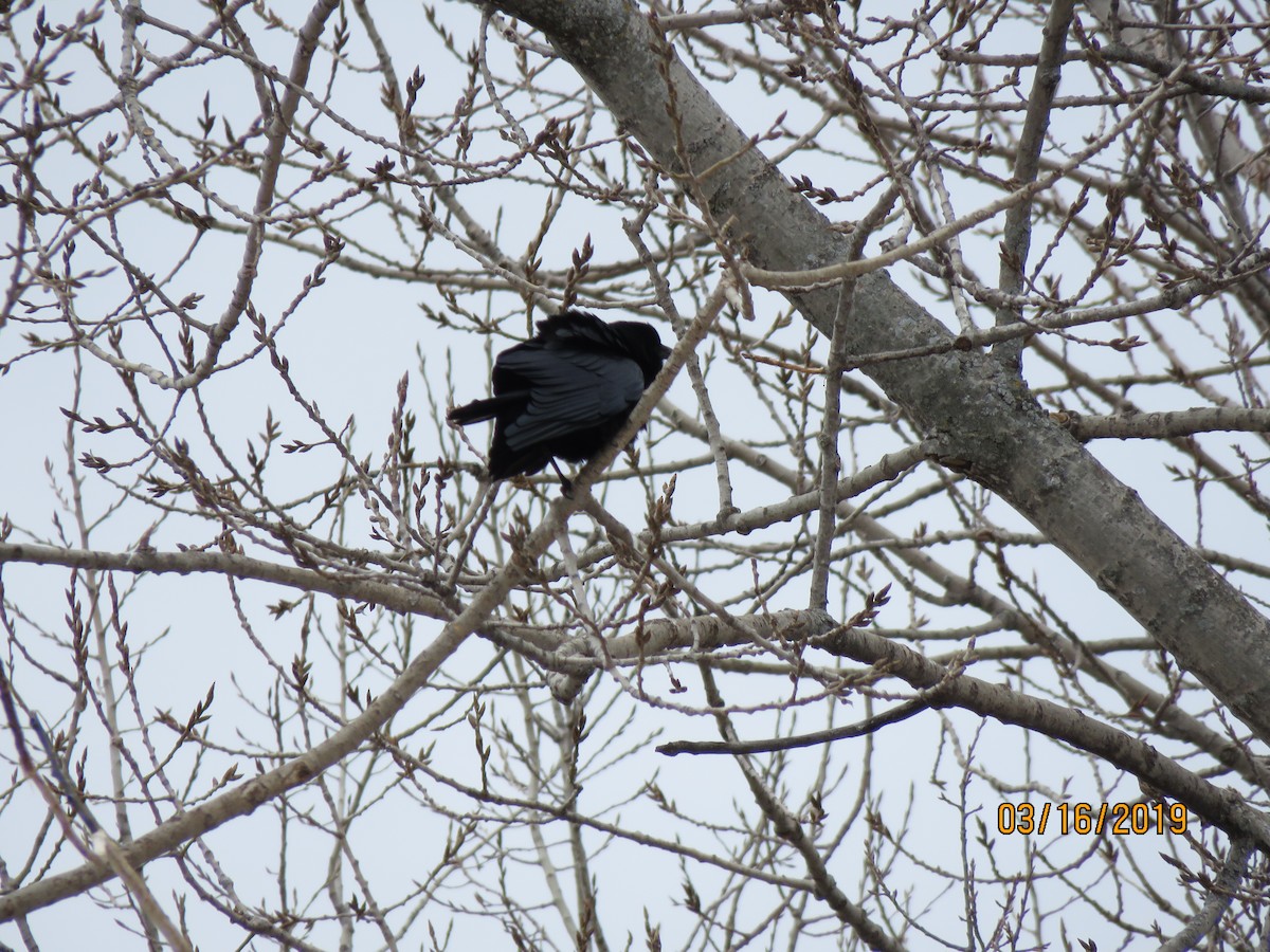 Fish Crow - ML145758771