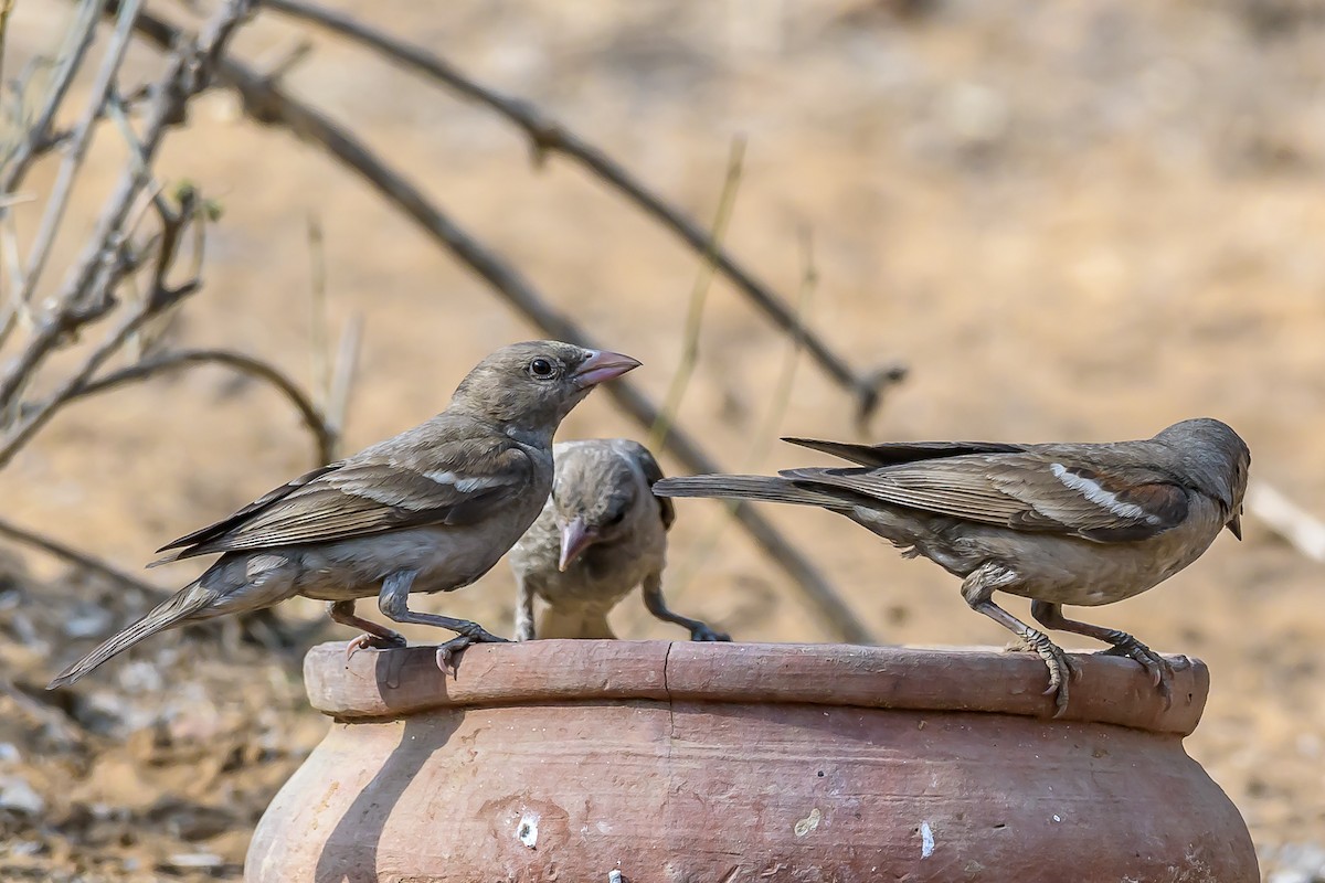 Yellow-throated Sparrow - ML145759331