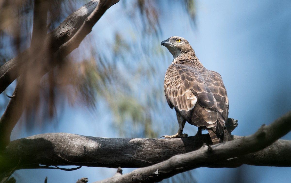 Oriental Honey-buzzard - ML145760051