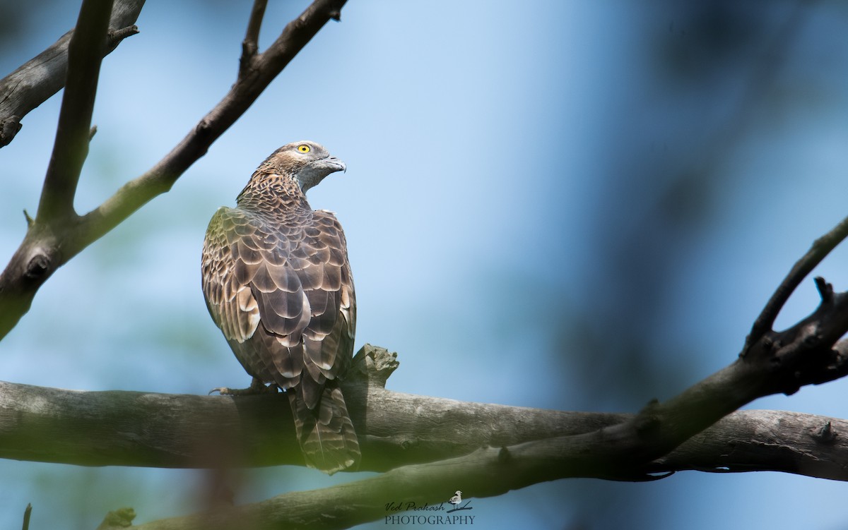 Schopfwespenbussard - ML145760071