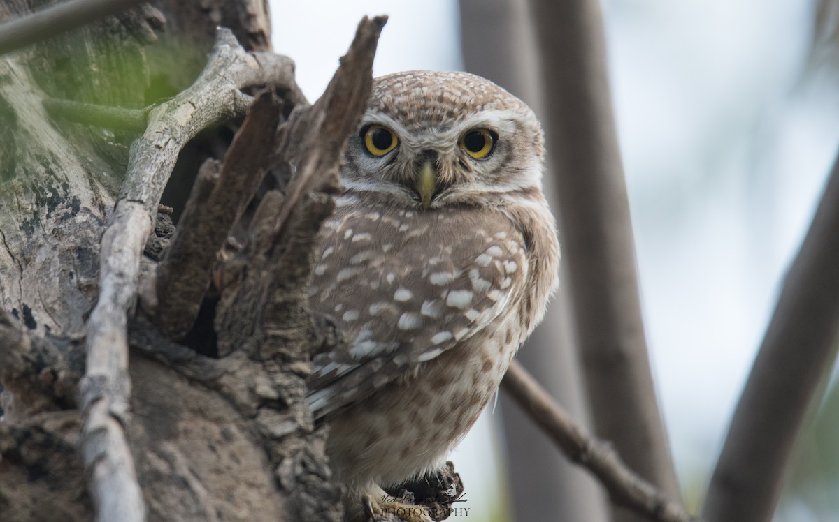 Spotted Owlet - ML145760091