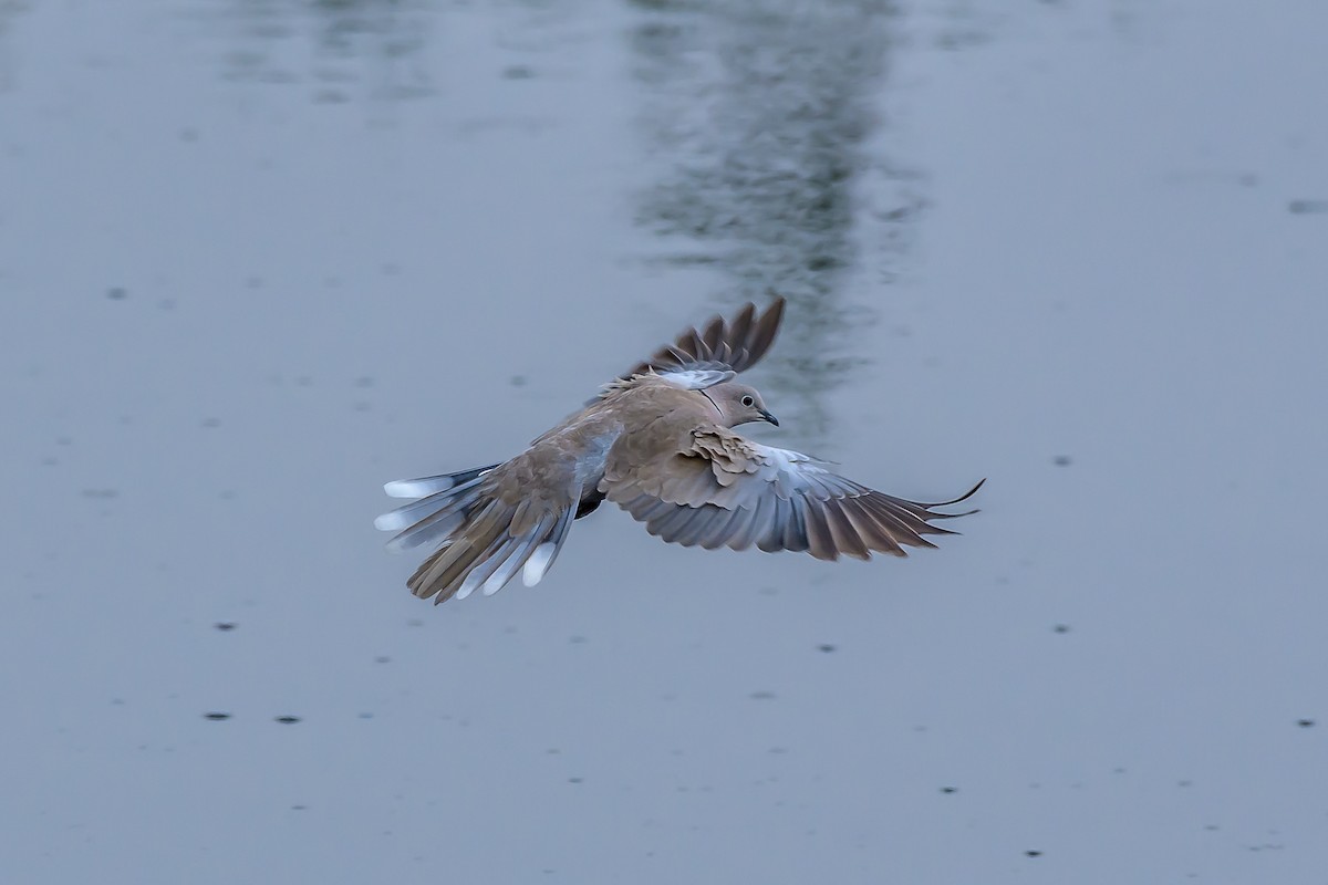 Eurasian Collared-Dove - ML145760951