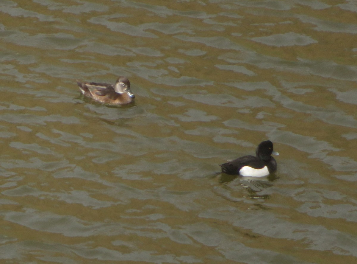 Ring-necked Duck - Miguel Lecoq