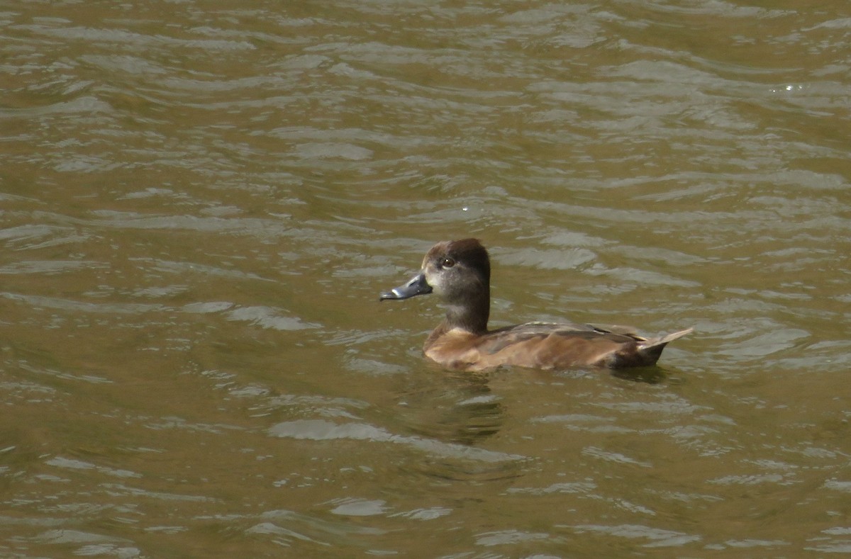 Ring-necked Duck - Miguel Lecoq