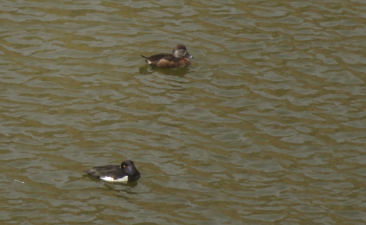 Ring-necked Duck - ML145763631