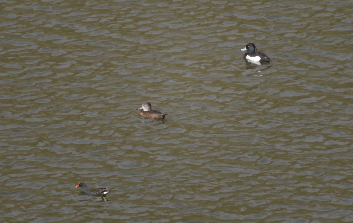 Ring-necked Duck - Miguel Lecoq